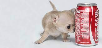 Meet Toudi The Smallest Dog In The World Video Small Dogs Small Puppies Small Pets