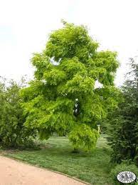 Welcome To Winter Hill Tree Farm Garden Trees Tree Trees And Shrubs