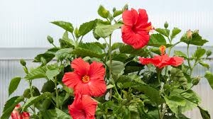 Treating tender tropical plants as houseguests is one way to preserve the gorgeous flowers, fruits and foliage of plants from hot climates that grace your patio, deck and outdoor living spaces during the summer. Our Favorite Plants For The Patio Mulhall S