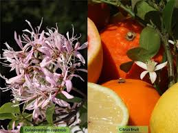 Image result for Rutaceae