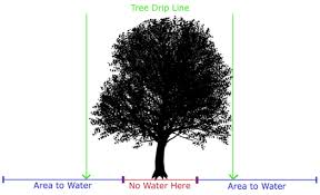 How often should you water your colorado lawn to keep it green and healthy? Watering Landscape Trees In Calgary