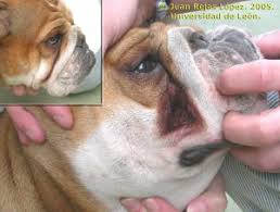 Enfermedades Comunes Del Bulldog Ingles Descubrelo Todo
