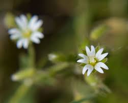 Image result for Cerastium afromontanum