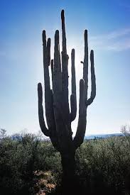 Saturate the soil, then allow it to fully dry out before watering again. How Long Can You Neglect A Cactus Before It Dies Quora