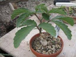 Image result for Cyphostemma lanigerum
