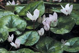 Image result for Cyclamen parviflorum