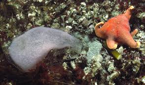Image result for Gymnosporia arenicola