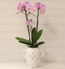 I fiori vengono tagliati da macchinari all'avanguardia per poi essere lavorati manualmente. Orchidea Phalaenopsis Giallo Vaso Con Manici Vivaio Arreda