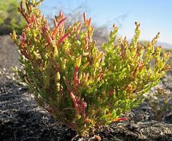 Image result for Suaeda