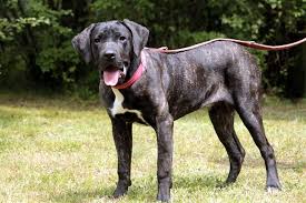 Unsere Hunde Tiere Suchen Ein Zuhause Tierheim Tiere