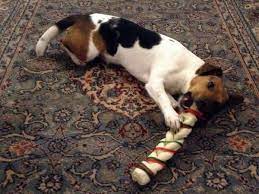 Is Rawhide Safe Or Bad For Dogs Pethelpful
