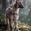 Blueline welpen mini bullterrier welpen zwergspitz pomeranian wyandotten gross staffordshire bullterrier welpen bienenvolk mini chihuahua welpen maltipoo welpen retro mops elo welpen old englisch bulldog zwergspitz pomeranian welpen dexter rinder pitbull mix. 3