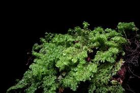 Image result for Hymenophyllum triangulare