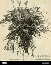 Image result for Pteris atrovirens