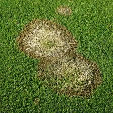Wollen sie schwarze pilze im rasen bekämpfen, sollten sie den artenschutz im blick haben. Rasenkrankheiten Hilfreiche Tipps Bei Pilzbefall Des Rasens