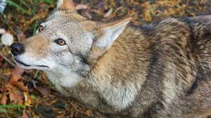 Red Wolf Red Wolf Animals Wolf