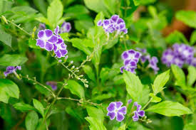 Image result for Duranta erecta