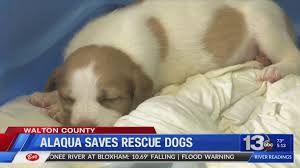 Is bissell pet network legit. Alaqua Animal Refuge Helps Rescue 180 Dogs From Being Euthanized Wowk 13 News