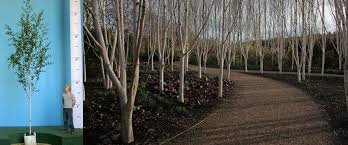 There are 2809 flowering trees for sale on etsy, and they cost £30.51 on average. Buy Mature Trees Online Barcham Trees
