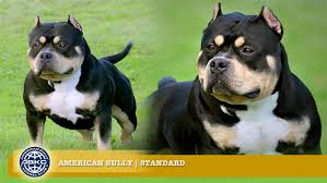 Standard The American Bully Registry