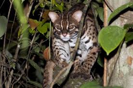 Untuk memelihara kucing hutan ini, pemerintah indonesia sudah melaarang siapapun untuk memeilhara kucing ini. Kucing Hutan 7 Jenis Cara Menjinakan Kucing Hutan Ada Gambar