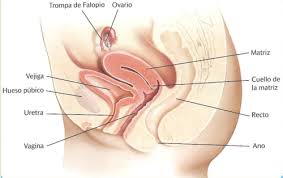 We did not find results for: Sistema Reproductor Femenino Flashcards Quizlet