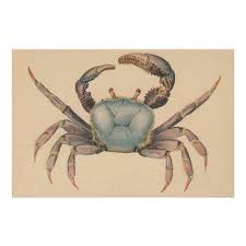 Vintage Mangrove Crab Illustration 1902 Poster Zazzle Com In 2020 Crab Illustration Crab Art Blue Crabs Art
