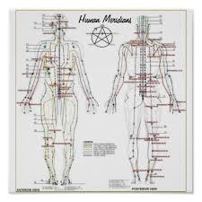 human meridians pressure point chart poster zazzle com