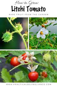 How To Grow Litchi Tomato Solanum Sisymbriifolium Heirloom Seeds Catalog Small Gardens Tomato