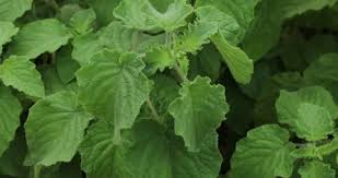 Image result for Mesosphaerum suaveolens