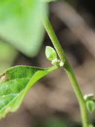 Image result for Aerva