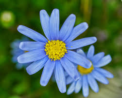 Colour real blue flowers names. 20 Blue Flowers For Gardens Perennials Annuals With Blue Blossoms