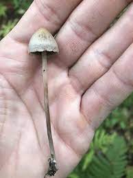 Psilocybe Semilanceata Quebec Mushrooms Fungi Nature Photography Stuffed Mushrooms Mushroom Images Interesting Things