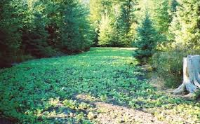 Food plots are a divisive subject. 4 Advanced Food Plot Location Strategies Whitetail Habitat Solutions