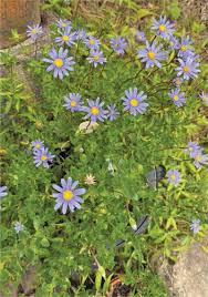 Image result for Teedia lucida