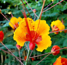 We did not find results for: Popular Flowers Names In Marathi India Gardening