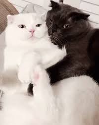 #tumblr #funny #gif #gif funny #love #not love. Funny Animals Cat Love Gif Funnyanimals Catlove Cute Discover Share Gifs