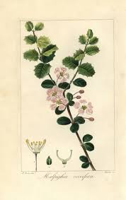 Image result for Malpighia coccigera