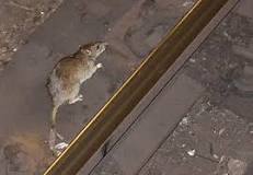 Rats in New York City - Wikipedia