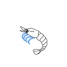 This creature in itself is very simple. How To Draw A Shrimp Step By Step Easy Drawing Guides Drawing Howtos