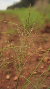 Image result for Coelachyrum