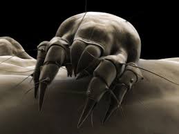 Image result for Dust mite