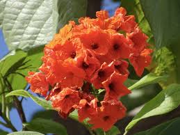 Image result for Cordia sp.A.
