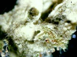 Sooty mold, a black mold that covers shrub leaves and other plants, looks more alarming than it is. Guides Faq Schnellstart Sorten Vergleichen Ratgeber Aussenanbau Regular Vs Feminisiert Keimungsanweisungen Keimungsratgeber Erden Und Bioanbau Wasser Ph Dunger Ratgeber Nahrstoffprobleme Mandala