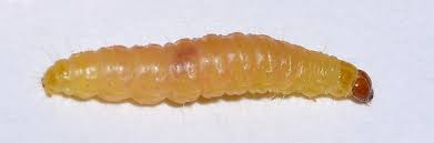 Abolish pest control is a small team of dedicated pest control specialists that provides service to auckland, north shore and south auckland. Pantry Pest Removal Plant City Tampa Fl Safari Pest Lawn Control Llc