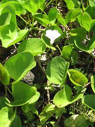 Image result for Ipomoea pes-caprae