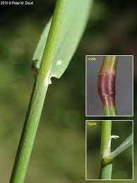 Image result for Agrostis continuata