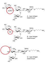 abo blood group system wikipedia