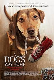 Go back and see it a second time and pay attention. A Dog S Way Home Movie Review By A B G Andy S Movie Reviews