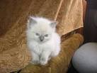 Ragdoll Kittens for Sale - Doll Face Ragdoll Kittens Available